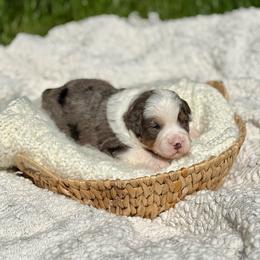 Victor - Merle male Bernedoodle puppy in Bremen, Indiana from Farmland Doodles