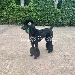 Poodle All Grown Up from Watts Poodles