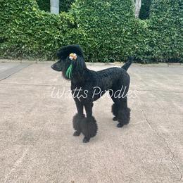 Poodle All Grown Up from Watts Poodles