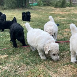 Poodle Puppies from Tyler Family Poodles