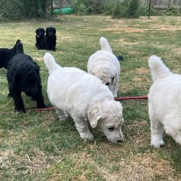 Poodle Puppies from Tyler Family Poodles
