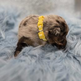 Australian Shepherd Puppies from Crooked Creek Australian Shepherds