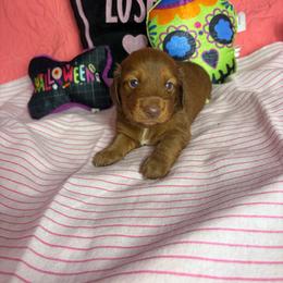 Dylan - Wheaten male Dachshund puppy in Lake City, Florida from My Ditzy Doxies of Florida