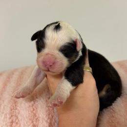 Chimichanga - Black tri-color female Australian Shepherd puppy in Anniston, Alabama from All Hale Aussies