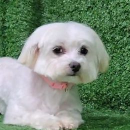 Hallie - Maltese