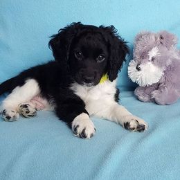 Australian Labradoodle Puppies from Bayside Labradoodles