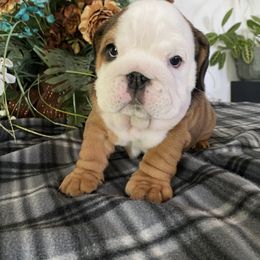 Bulldog Puppies from High Mountain Family Bulldogs