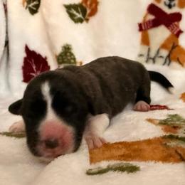 Firecracker - Brindle and white male Cardigan Welsh Corgi puppy in Mishawaka, Indiana from Squires Corgi Cottage