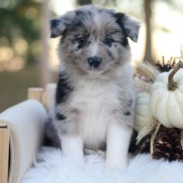 Journey - Blue merle female Border Collie puppy in Conway, Missouri from 2J 2K Border Collies | Maremma Sheepdogs