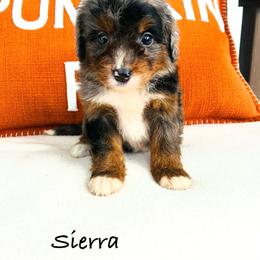 Sierra - Tri-color female Bernedoodle puppy in Auburn, Indiana from Martin’s Doodles