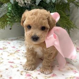 LEXUS (On Hold) - Apricot female Maltipoo puppy in Spring, Texas from GlamPaw Maltipoos