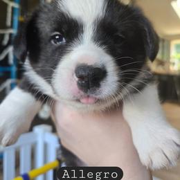 Allegro - Brindle and white male Cardigan Welsh Corgi puppy in Granite Falls, Washington from Glacier Peak Cardigan Corgis