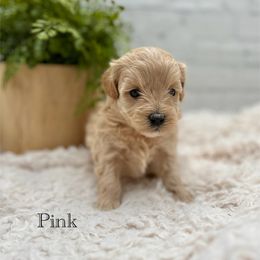 Maltipoo Puppies from Grassy Meadow Pups