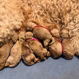 Pink collar - Red  female Goldendoodle puppy in Puyallup, Washington from Dawnie’s Doodles