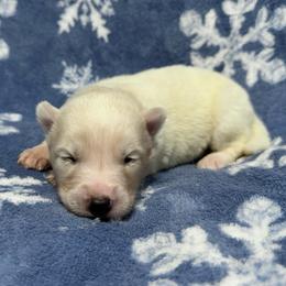 AKC Diamond - White female Siberian Husky puppy in Centreville, Maryland from Huskies By the Bay