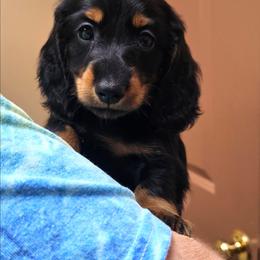 Black and tan longhair male - Black and tan male Dachshund puppy in Belle Rive, Illinois from Akin's Miniature Dachshunds, LLC