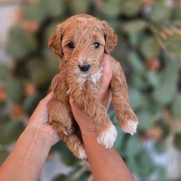 Pink Collar - Red  female Goldendoodle puppy in Somerville, Alabama from Southern Enchanted Doodles