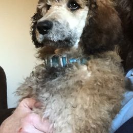 Poodle Puppies from Joy’s Logan Creek Poodles