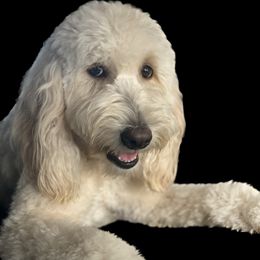 Luna - Goldendoodle