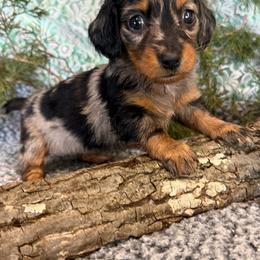 Tulip - Dapple female Dachshund puppy in Mountain Home, Arkansas from Furry Friends Kennel
