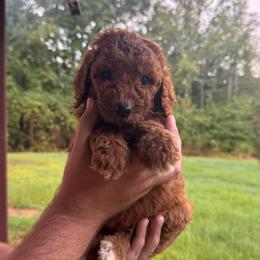 Hope - Red  female Poodle puppy in Osyka, Mississippi from Southern Sunshine Standards