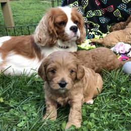 Cavachon, Cavalier King Charles Spaniel, and Cavapoo Puppies from Comfort Cavs