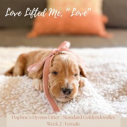 Love - Apricot female Goldendoodle puppy in Marietta, Georgia from Reece + Co Doodles & Poodles