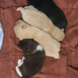 Pomeranian Puppies from Merri's Pom's