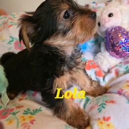 Lola - Black and gold female Yorkshire Terrier puppy in Zuni, Virginia from Serendipity Yorkies