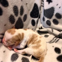 Comet - Blenheim male Cavalier King Charles Spaniel puppy in Destin, Florida from Ruby’s Coastal Cavaliers