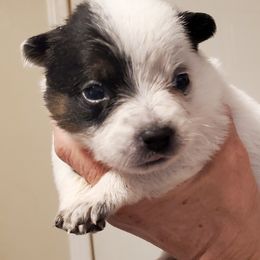 Girl 5 - Blue speckled female Australian Cattle Dog puppy in Lenoir, North Carolina from Blue Coyote Ranch
