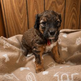 Brooks - Chocolate male Goldendoodle puppy in Pittsburg, Texas from Grace Springs Goldendoodles
