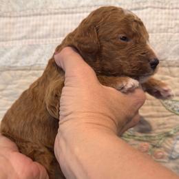 Buck (Owens) - Red  male Goldendoodle puppy in Eagleville, Tennessee from Nash Doodles