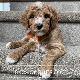 Orange Pup - Female - Apricot female Goldendoodle puppy in Dacula, Georgia from Lakeside Pups