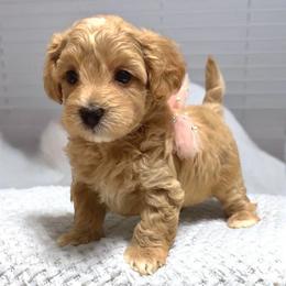 Lilah - Apricot female Maltipoo puppy in Spring, Texas from GlamPaw Maltipoos