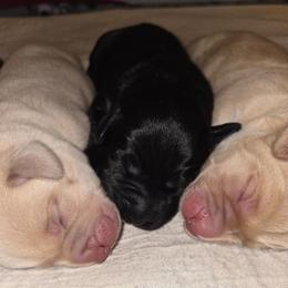 Moose Tracks - Black male Labrador Retriever puppy in Crystal Lake, Illinois from Lakeside Labradors