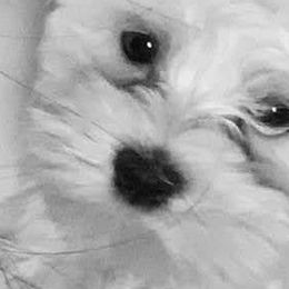 Companion Crosses, Havanese, Havapoos, Maltese, Maltipoos, Morkies, and Yorkshire Terriers from Rosewood Kennels