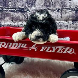 Miles - Parti male Poodle puppy in Lancaster, Missouri from Cavapoo Acres