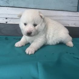 Carnival - White female Pomsky puppy in Krum, Texas from Paw-Some Pomskies