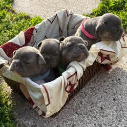 French Bulldog puppies from themcfrenchies