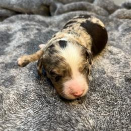 Cat - Chocolate merle female Bernedoodle puppy in New Ringgold, Pennsylvania from Hawk Mountain Doodles