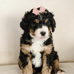 'Nordic' Pink Bow Female - Tri-color female Bernedoodle puppy in Kamas, Utah from A + E Farms