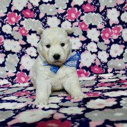 Ice - White male Siberian Husky puppy in Lunenburg, Vermont from SNOW WOOLY HUSKY