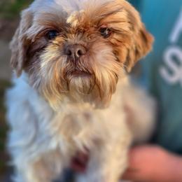 Poppy - Shih Tzu