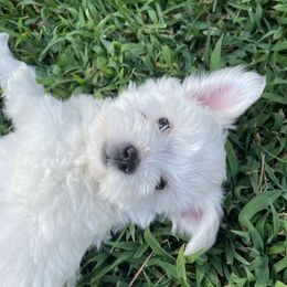 Miniature Schnauzer Puppies from Prestigious Schnuazers