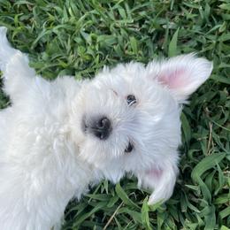 Miniature Schnauzer Puppies from Prestigious Schnuazers