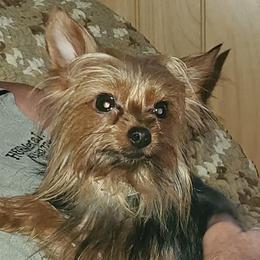 Biewer Terriers and Yorkshire Terriers from Terry's Terriers