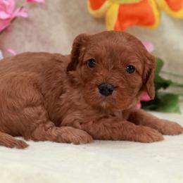 White Girl - Red phantom female Assorted Doodle Crosses puppy in Colonial Beach, Virginia from Bristol Mine Kennels