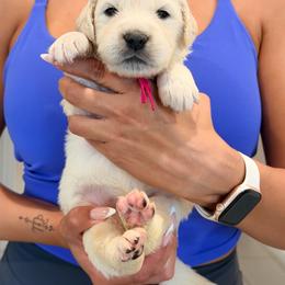 Golden Retriever Puppies from Robinson Retrievers