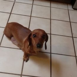 Dachshunds from Wilburn Dachshunds